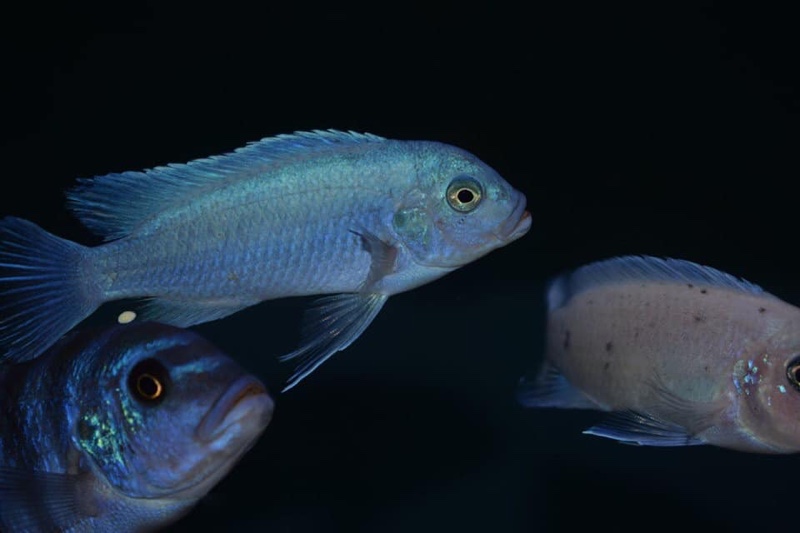 Maylandia callainos 'Nakantenga Reef'